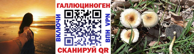 дарнет шоп  Чехов  Псилоцибиновые грибы Psilocybine cubensis 